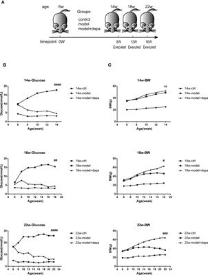 Sodium glucose co-transporter 2 (SGLT2) inhibition via dapagliflozin improves diabetic kidney disease (DKD) over time associatied with increasing effect on the gut microbiota in db/db mice